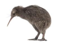 041715_1815_LoiseauKiwi1